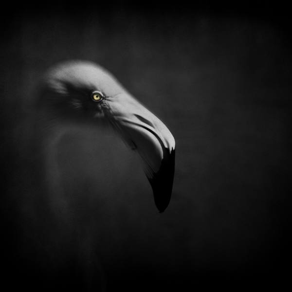Photograph Michel Bochet Merand Portrait Flamant on One Eyeland